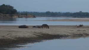 Hippo im luangwafluss