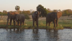 Elefanten trinken am Sambesi
